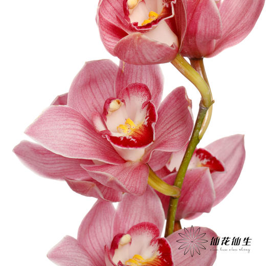 大花蕙兰 | 旭日 商品图4