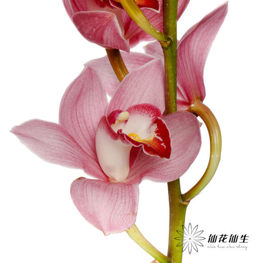 大花蕙兰 | 旭日 商品图3