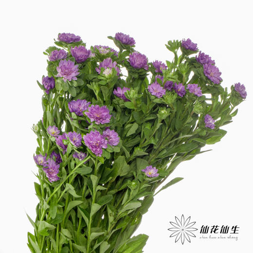 配花 | 迷你菊重瓣紫 商品图2