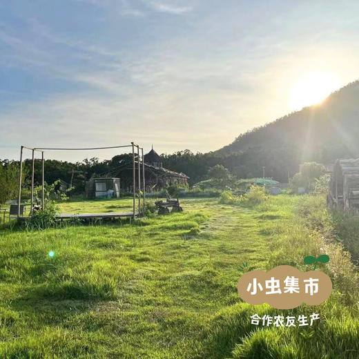 生态金盏花茶 20g | 合作农友生产，产自广东五桂山旗溪村，生产者：郝冠辉 &【公平贸易农人定价】 商品图10