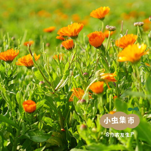 生态金盏花茶 20g | 合作农友生产，产自广东五桂山旗溪村，生产者：郝冠辉 &【公平贸易农人定价】 商品图4