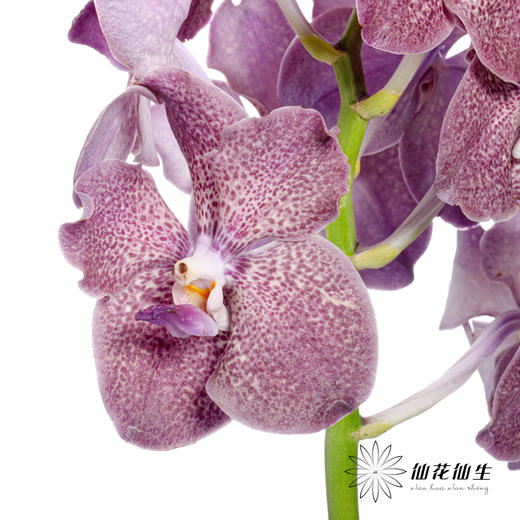 胡姬 | 暗夜蝙蝠 商品图2