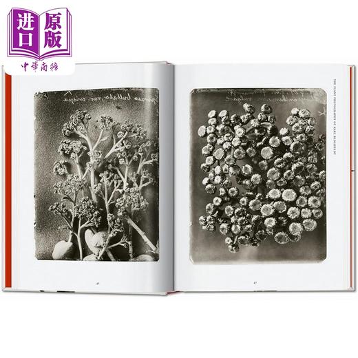 【中商原版】Karl Blossfeldt. 40Th Ed. 进口艺术 卡尔布劳斯菲尔德 Taschen 商品图3