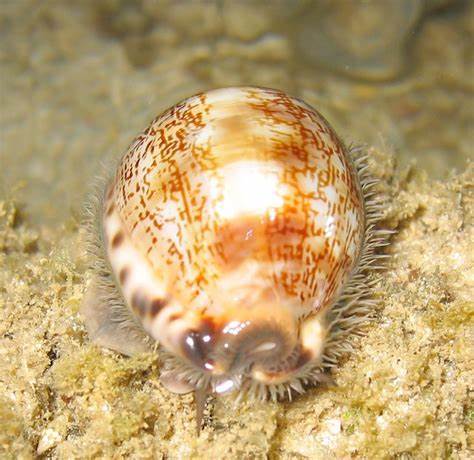 亚洲宝螺 商品图0