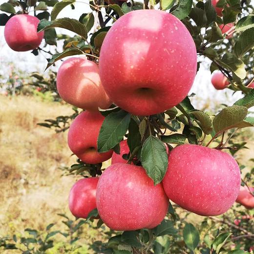 【河北农垦】【保垦甄选】红富士苹果 平安果 一箱12枚 果径80-85 约5.5斤 商品图3