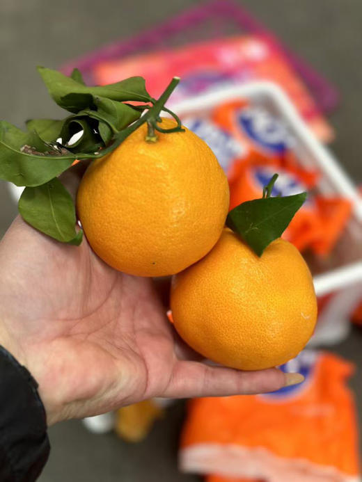 津始源春见礼盒🎁 商品图2