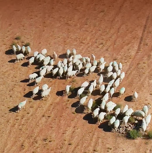 国家地理标识产品，真正的盐池滩羊来啦，检测SGS30项激素等0检出现，宰现发鲜羊肉吃手抓超过瘾的盐池羔羊肉 商品图11