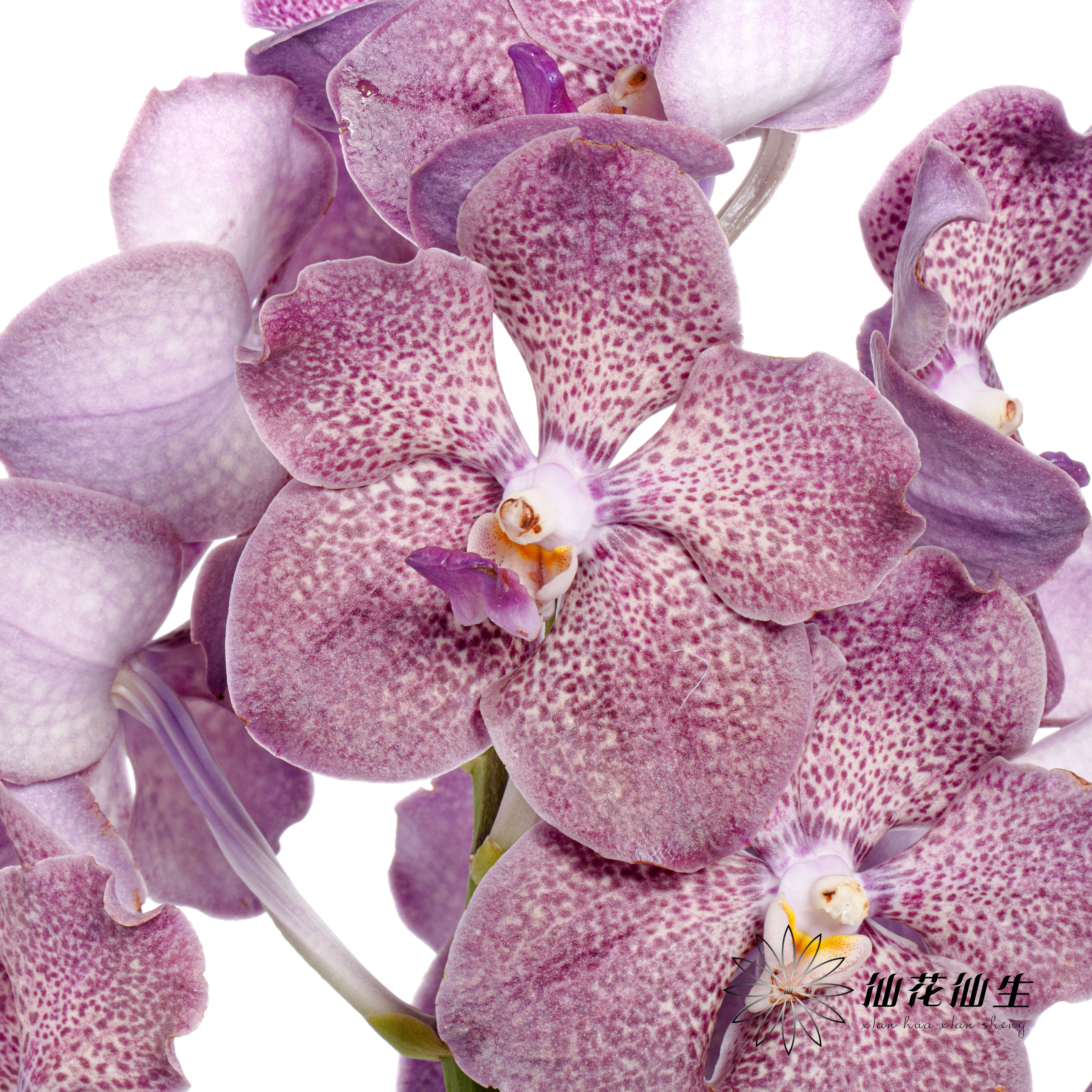 胡姬 | 暗夜蝙蝠