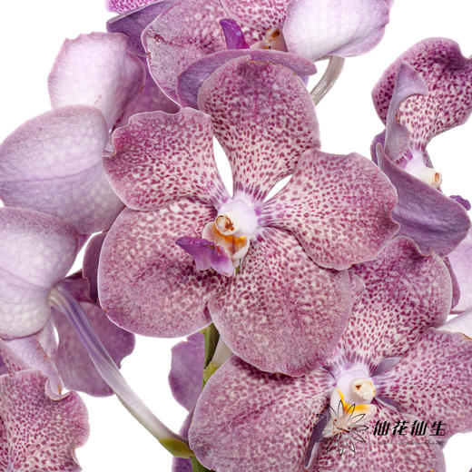 胡姬 | 暗夜蝙蝠 商品图0