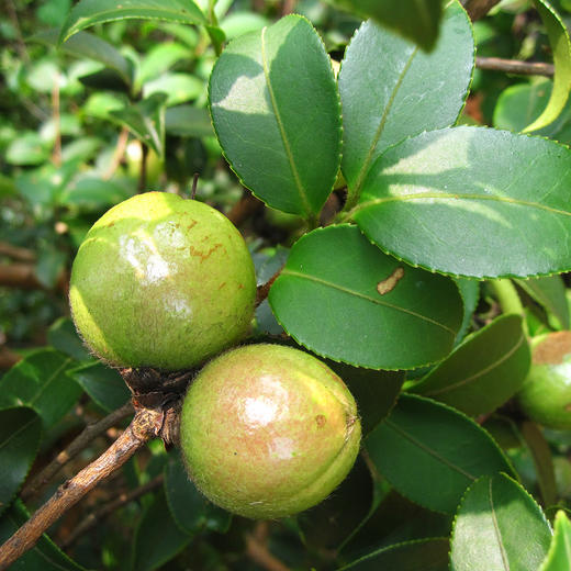 神农唛有机山茶油500ml植物食用油 商品图1
