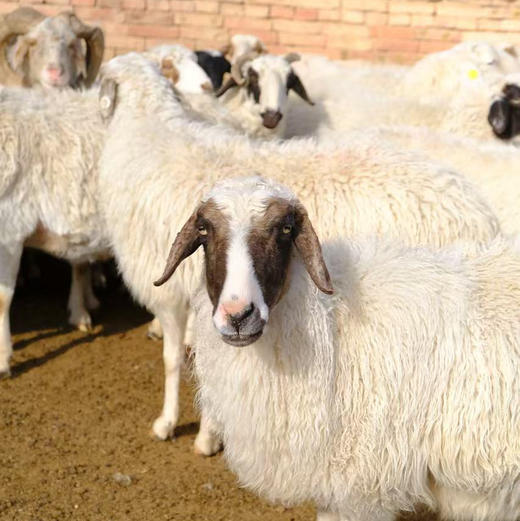 国家地理标识产品，真正的盐池滩羊来啦，检测SGS30项激素等0检出现，宰现发鲜羊肉吃手抓超过瘾的盐池羔羊肉 商品图9