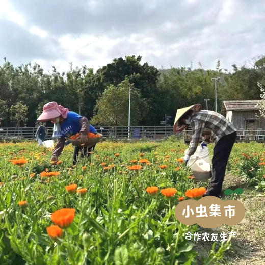 生态金盏花茶 20g | 合作农友生产，产自广东五桂山旗溪村，生产者：郝冠辉 &【公平贸易农人定价】 商品图9