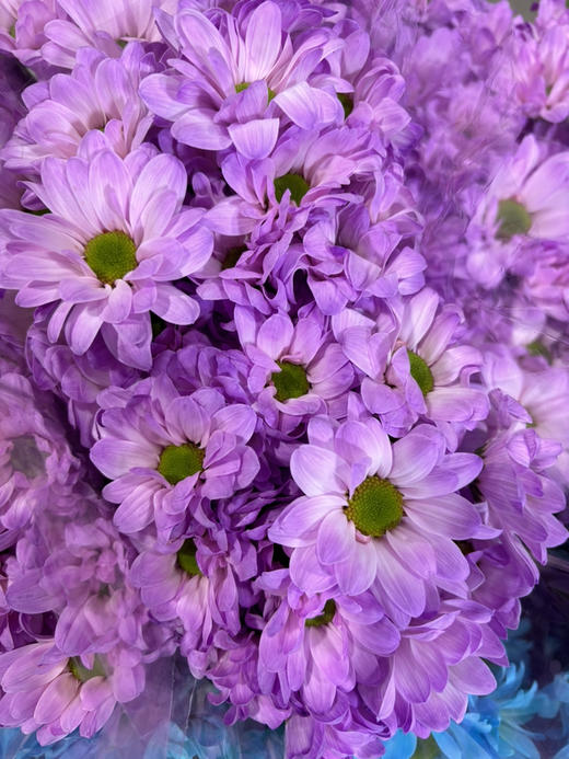 吸色小菊 商品图4