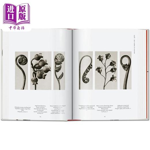 【中商原版】Karl Blossfeldt. 40Th Ed. 进口艺术 卡尔布劳斯菲尔德 Taschen 商品图4