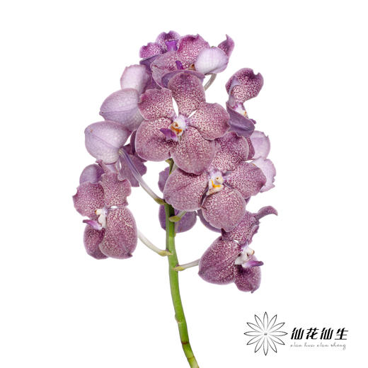 胡姬 | 暗夜蝙蝠 商品图1