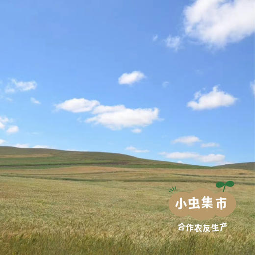 自然农耕掖青麦面粉 5斤/10斤（白面粉/全麦面粉）| 合作农友生产，产自北京，生产者：王东 *【公平贸易农人定价】 商品图9