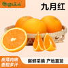 九月红果冻橙 商品缩略图0