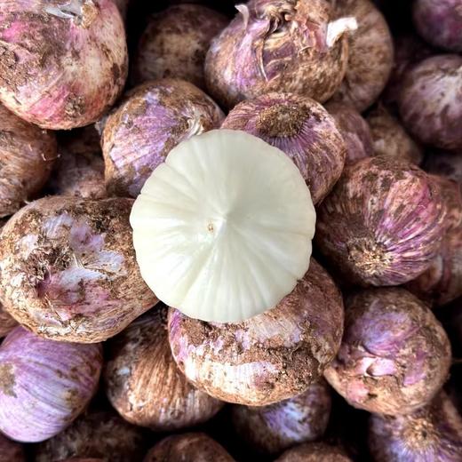【果蔬精选】云南大理紫皮独头鲜蒜 蒜中贵族 味浓辛辣 大胖子 激发出食材原始的味道 现挖现发 商品图0