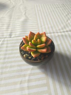 大地软陶迷你多肉3厘米