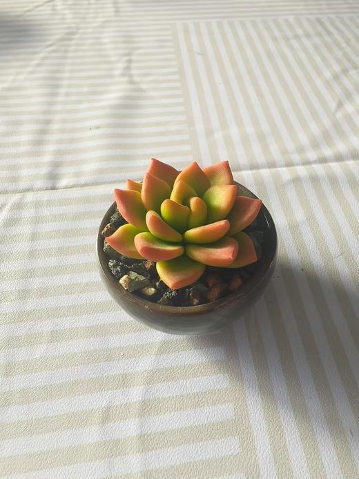 大地软陶迷你多肉3厘米 商品图0