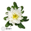 配花 | 迷你菊重瓣白 商品缩略图0
