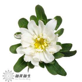 配花 | 迷你菊重瓣白