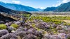 3月23日确定出发，秘境318川藏花开、金川梨花、林芝桃花、索松村、然乌湖、来古冰川6-12-16天摄影 商品缩略图4
