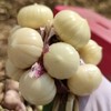 【果蔬精选】云南大理紫皮独头鲜蒜 蒜中贵族 味浓辛辣 大胖子 激发出食材原始的味道 现挖现发 商品缩略图3