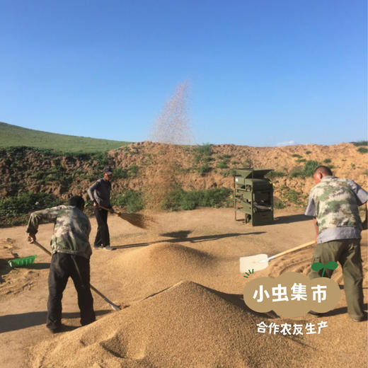 自然农耕掖青麦面粉 5斤/10斤（白面粉/全麦面粉）| 合作农友生产，产自北京，生产者：王东 *【公平贸易农人定价】 商品图6