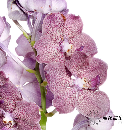 胡姬 | 暗夜蝙蝠 商品图3