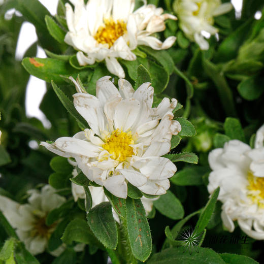 配花 | 迷你菊重瓣白 商品图3