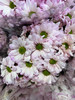 吸色小菊 商品缩略图5