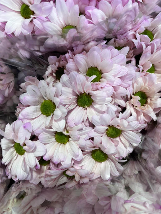 吸色小菊 商品图5