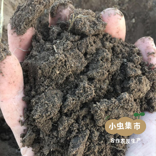 自然农耕掖青麦面粉 5斤/10斤（白面粉/全麦面粉）| 合作农友生产，产自北京，生产者：王东 *【公平贸易农人定价】 商品图10