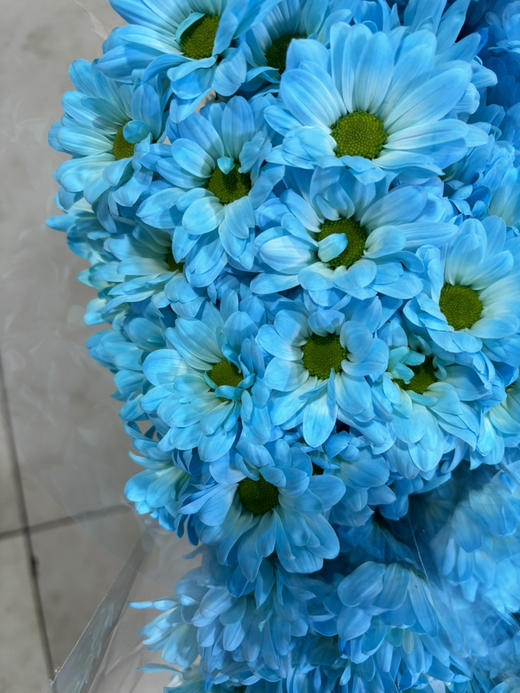 吸色小菊 商品图3