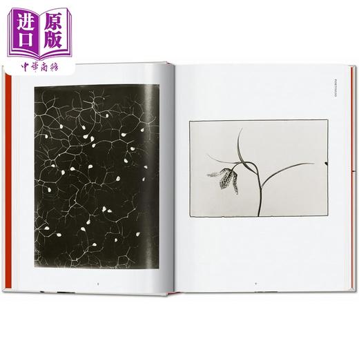 【中商原版】Karl Blossfeldt. 40Th Ed. 进口艺术 卡尔布劳斯菲尔德 Taschen 商品图2