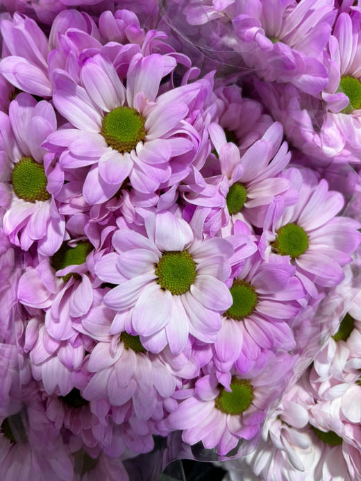 吸色小菊 商品图2