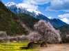 3月23日确定出发，秘境318川藏花开、金川梨花、林芝桃花、索松村、然乌湖、来古冰川6-12-16天摄影 商品缩略图2