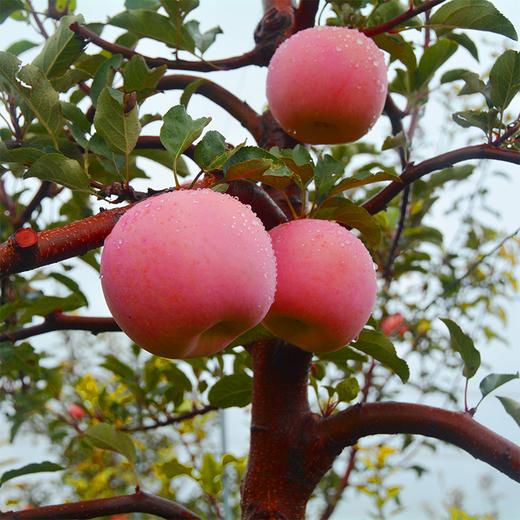 【河北农垦】【保垦甄选】红富士苹果 平安果 一箱12枚 果径80-85 约5.5斤 商品图2