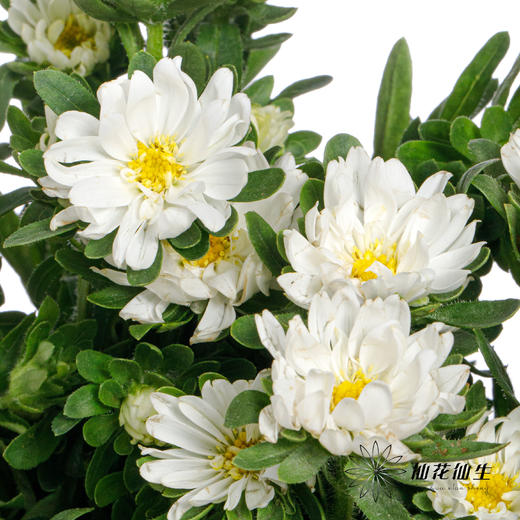 配花 | 迷你菊重瓣白 商品图2