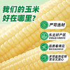 【十月稻田】白糯玉米段2.08kg/箱 商品缩略图9