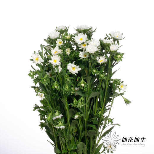 配花 | 迷你菊重瓣白 商品图1