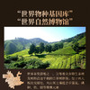 正山堂骏眉中国 苍山金叶 特级红茶云南高黎贡山一芽一叶罐装 商品缩略图5