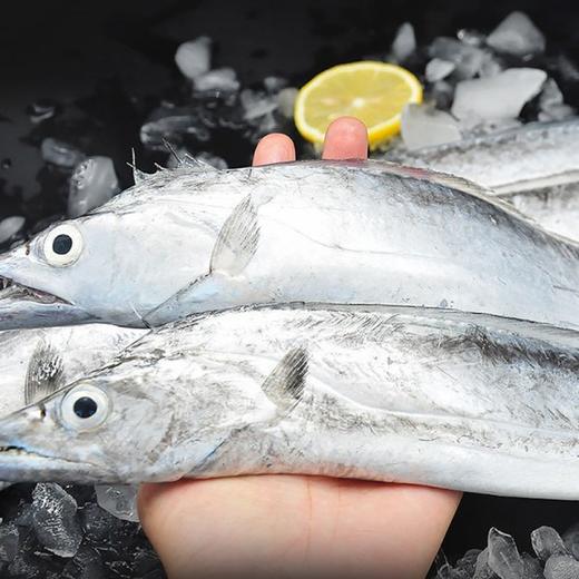 #顺丰冷链【渔趣多】鲜捕大待遇 5斤装 整条冰鲜大带鱼 单条300-500克超大带鱼 年货必备带鱼 商品图0