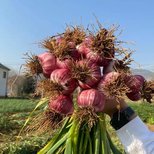 【果蔬精选】云南大理紫皮独头鲜蒜 蒜中贵族 味浓辛辣 大胖子 激发出食材原始的味道 现挖现发 商品图4