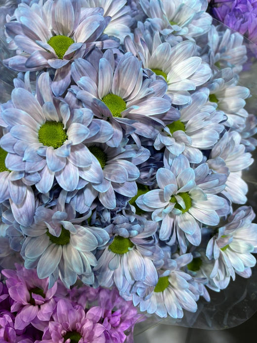 吸色小菊 商品图1