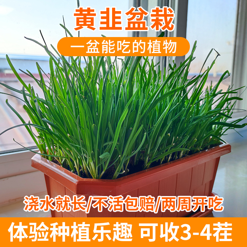 密农人家DIY盆栽黄韭菜_现摘现吃1盆_带土带盆发货/只有韭菜根750g/不带土不带盆