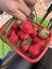 现摘现发！ 红颜草莓🍓   4斤装 商品缩略图1