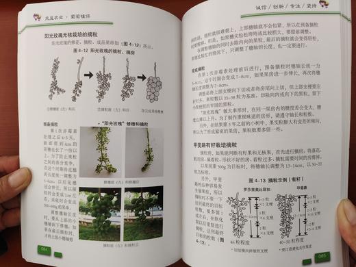 葡萄栽培图解 商品图5