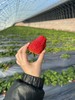 现摘现发！ 红颜草莓🍓   4斤装 商品缩略图0